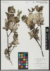 Foto von Salix hastata L.